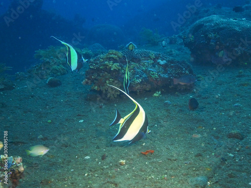 three moorish idol swimming at the liberty in tulamben, bali photo