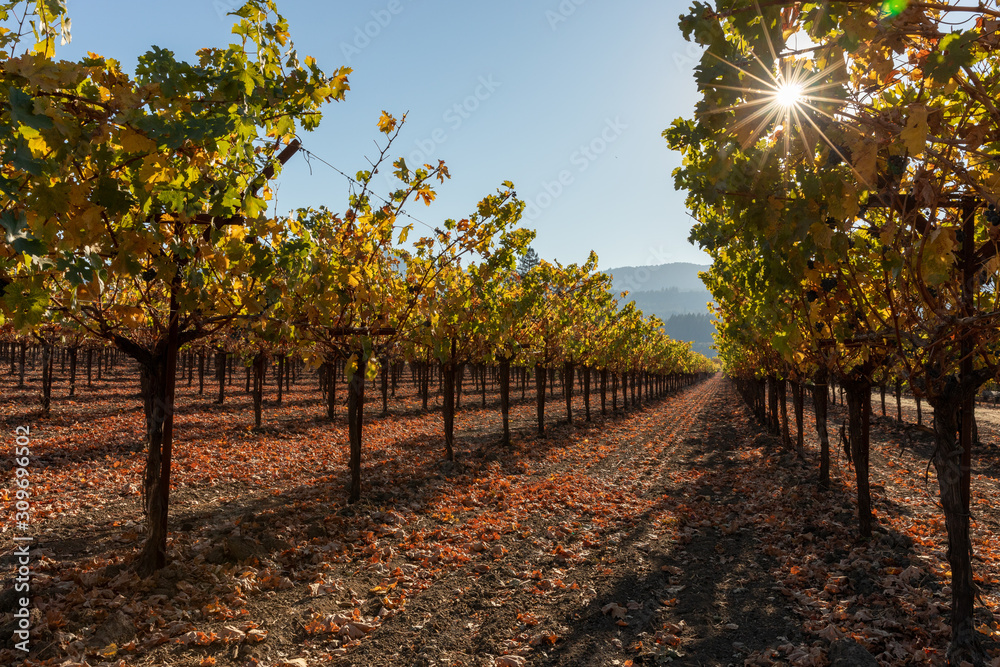 Fototapeta premium Sunflare through fall grapevines