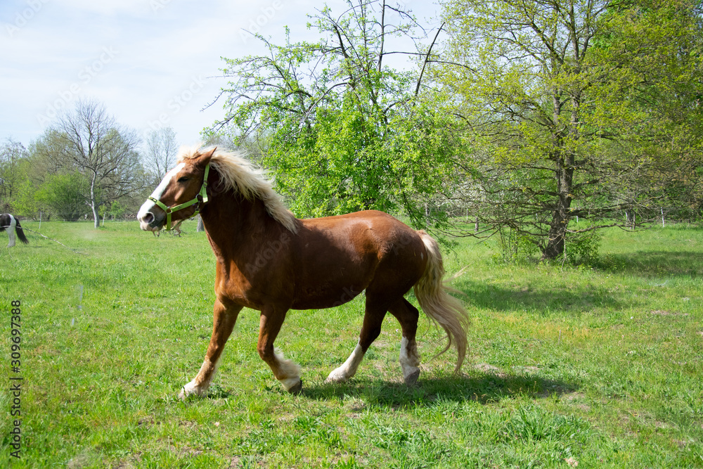 Fototapeta premium horse in the field