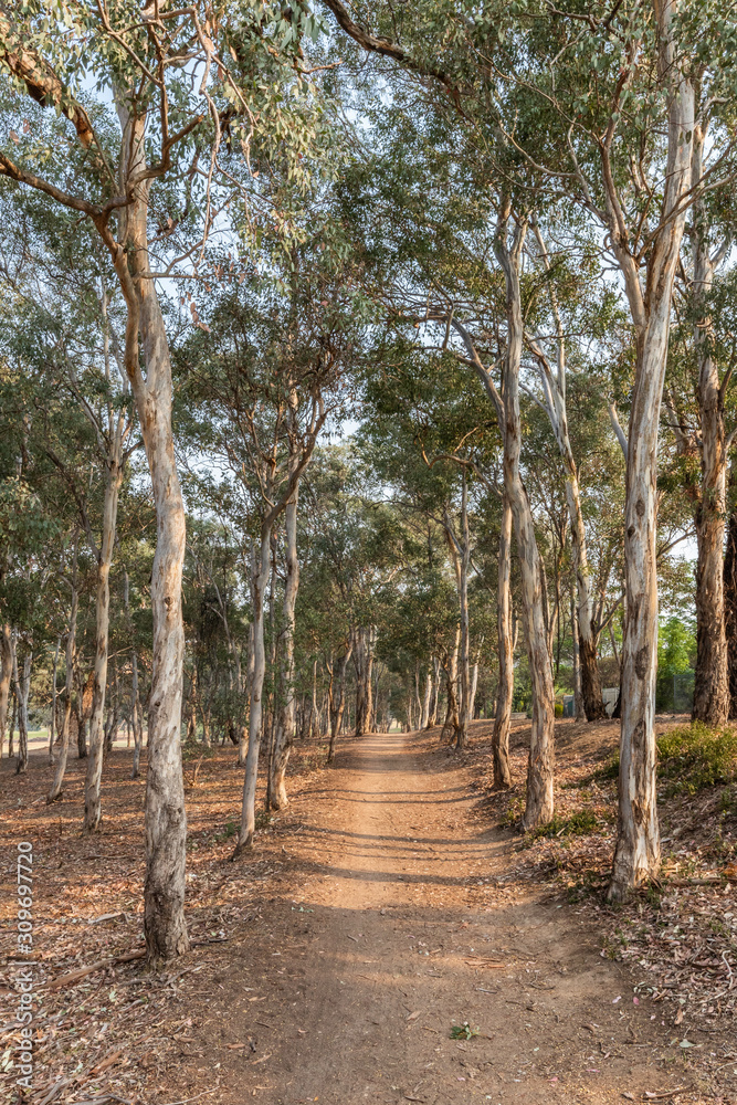 A dirt track lined with young Blakely’s Redgums A dirt track lined with young Blakely’s Redgums