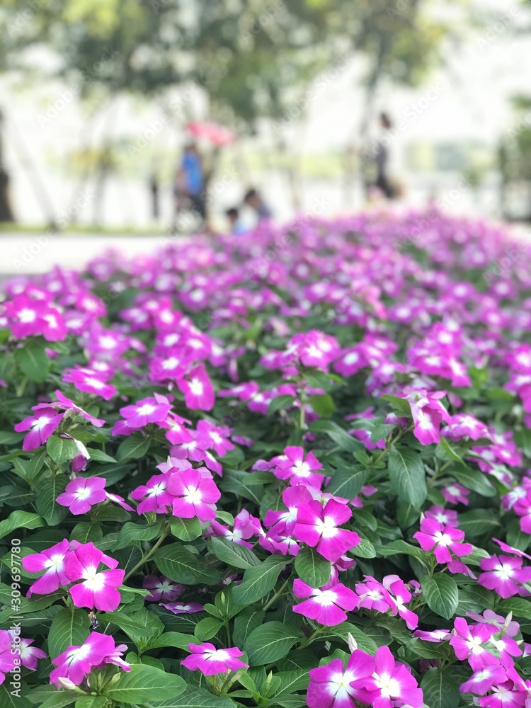 flowers in the garden