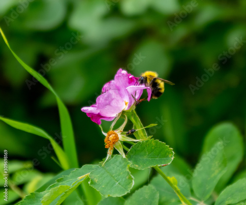Bumblebee on a wild rose © Garry