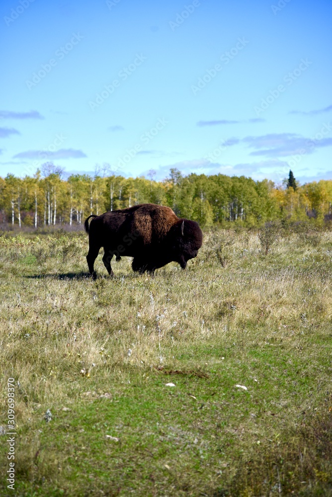 A large buffalo stands in a meadow in Riding Mountain National Park