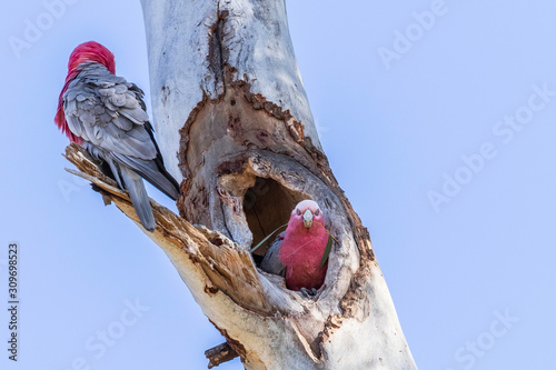 Quadro em tela Galah couple preparing a hollow