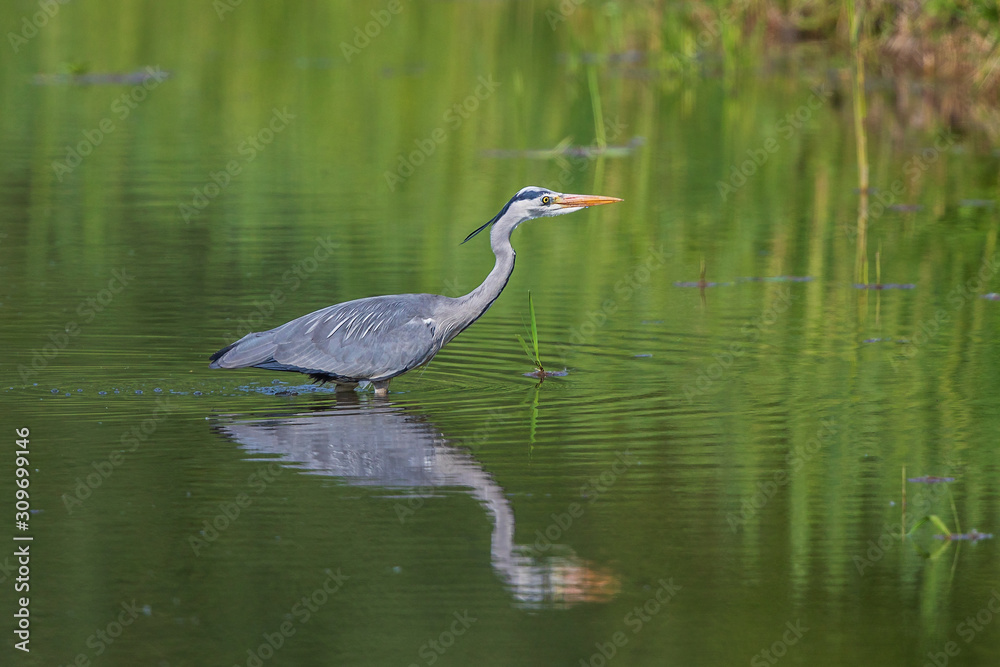 Grey Heron (Ardea cinerea) adult standing in lake with water refelexion, Baden-Wuerttemberg, Germany