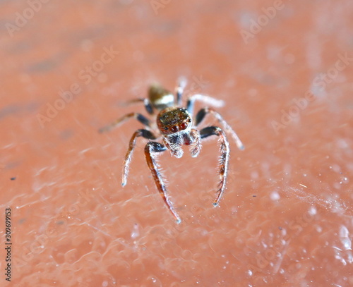 Jumping Hairy Spider with Big Eyes