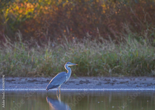 Photography Grey Heron (Ardea cinerea) standing in lake with autumn foliage in background, B