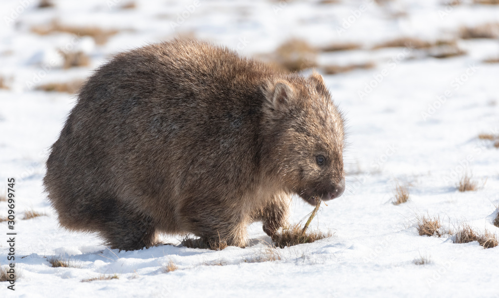 Obraz premium Common wombat searching for food in the snow in the highlands of Tasmania
