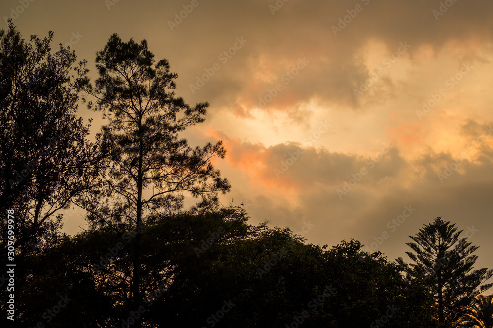 silhouette of a tree with dawn clouds