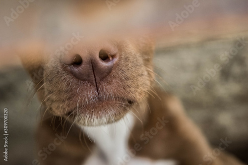 Wallpaper Mural Nariz Torontodigital.ca