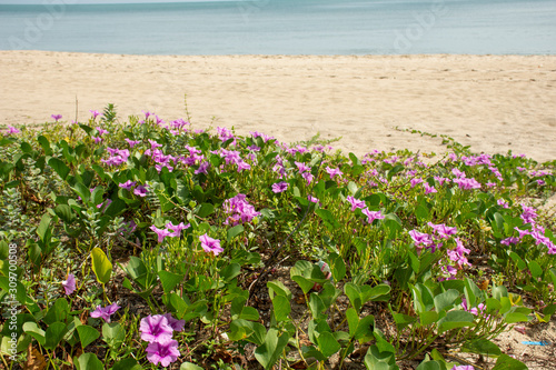 beach morning glory flower color beautiful flowers bloom on beach. 