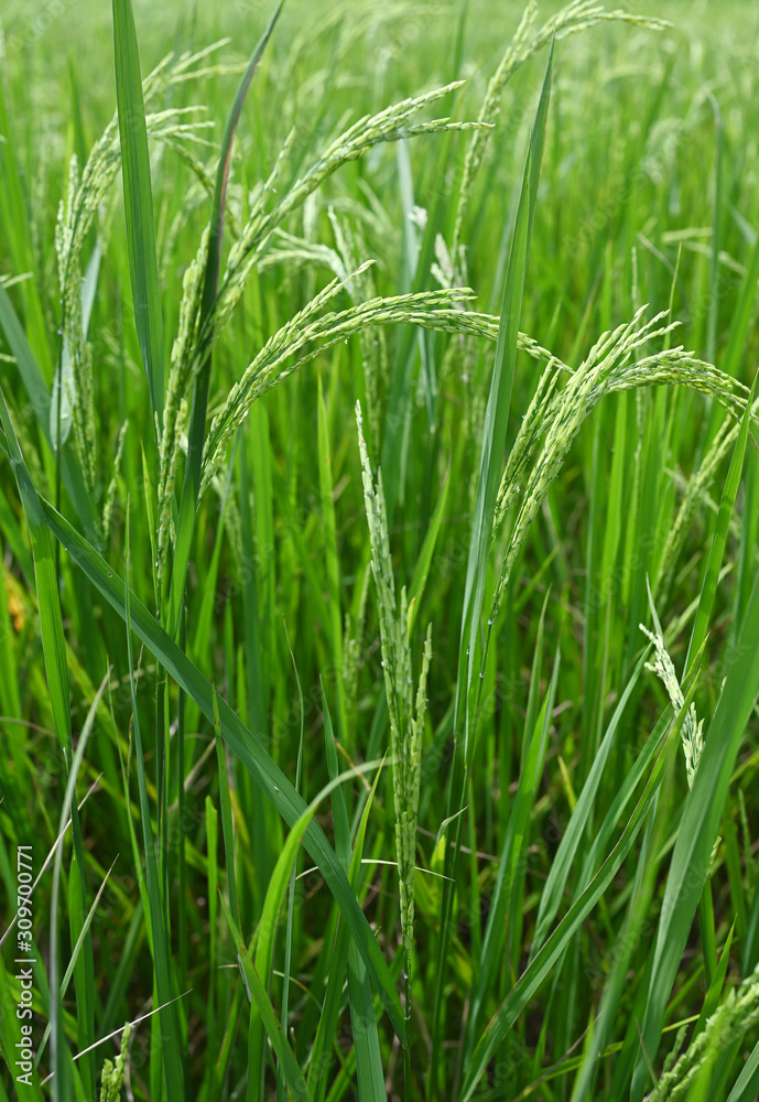 Close up of green paddy rice plant of Thailand with rain drops on the end of the rice grains. Close up of green paddy rice plant of Thailand with rain drops on the end of the rice grains.
