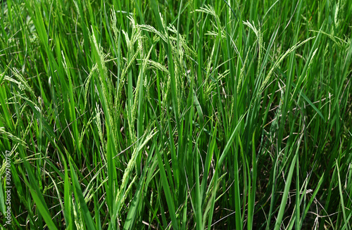 Close up of green paddy rice plant of Thailand with rain drops on the end of the rice grains.