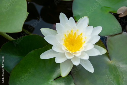 White Lotus flower in a pot with water parks. See the beautiful