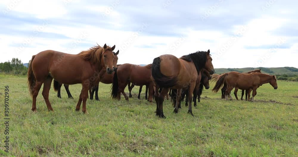 Horses looking at camera on the grassland Horses looking at camera on the grassland