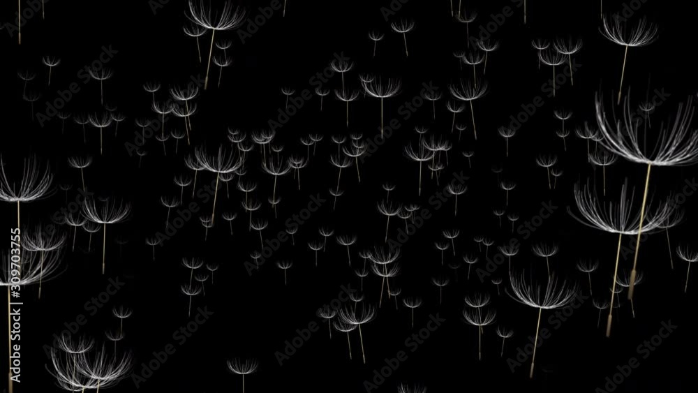 Stock 4k: Beautiful dandelion seeds blowing in the wind on black background. Royalty high-quality free best stock of the wind blows dandelion floating seeds isolated falling on black background 