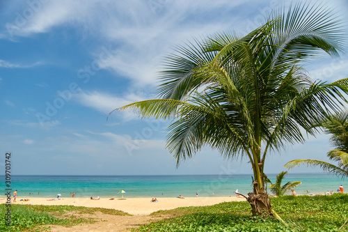 A beach with people and a small palm tree in the foreground.