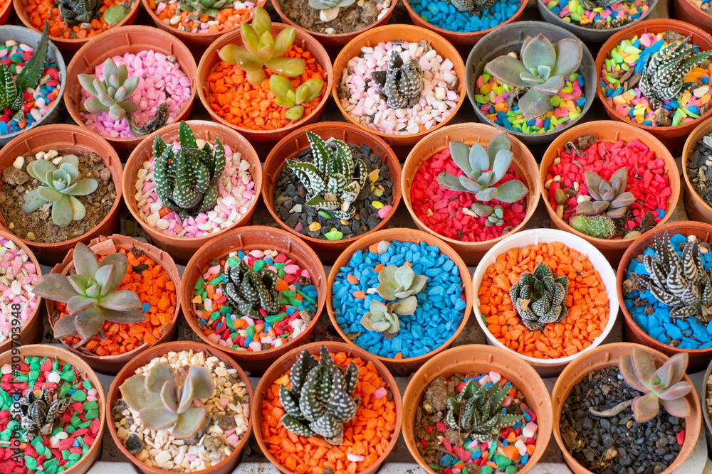 Cactus tree plant pots and colorful