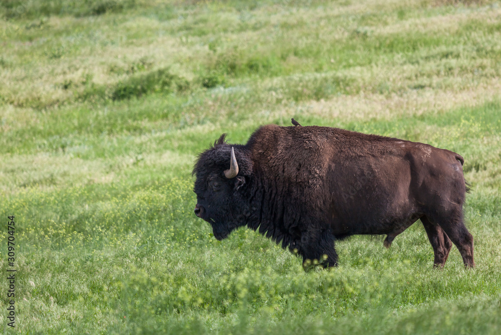 Bison Bull with a Bird