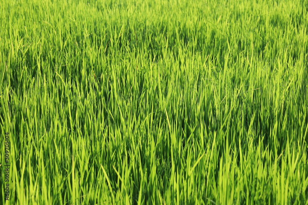landscape field of green rice plantation