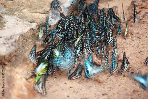 colorful butterfly eating mineral on ground