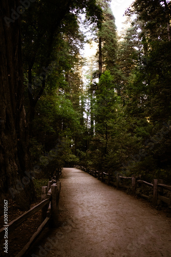 forest views