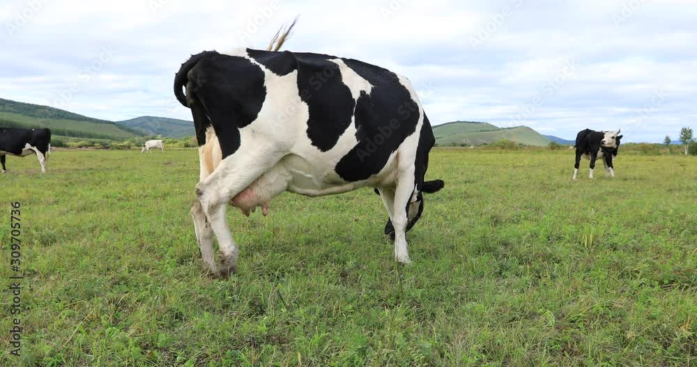 Cow eating grass on the grassland Cow eating grass on the grassland