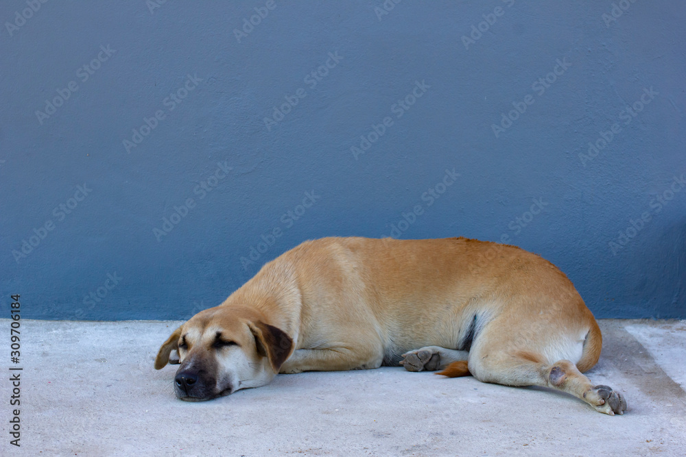 Obraz premium The brown dog is sleeping or relaxing.