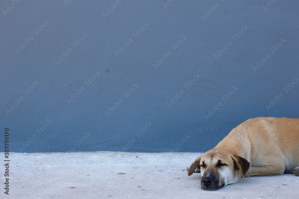 The brown dog is sleeping or relaxing.