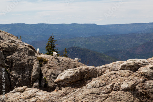 Mountain Goats on a Rock