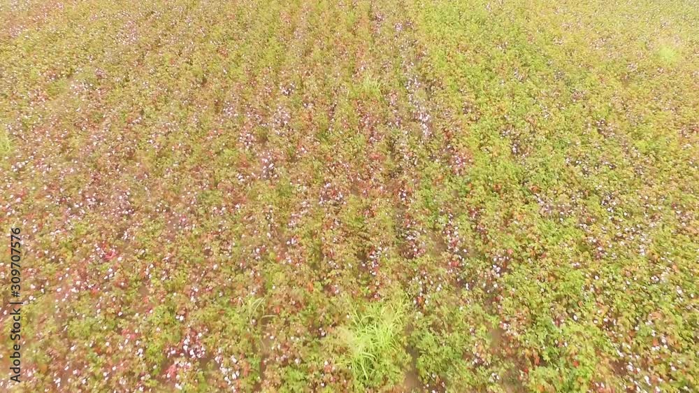 Field planted with cotton ready for harvesting in September. Aerial drone footage of agriculture concept Field planted with cotton ready for harvesting in September. Aerial drone footage of agriculture concept