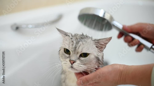 Washing a cat in bathtub