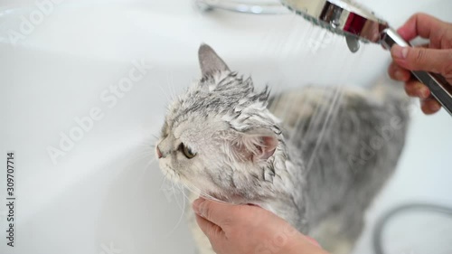 Washing a cat in bathtub