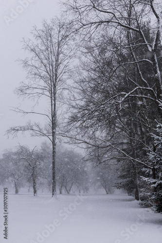 tree lind photo