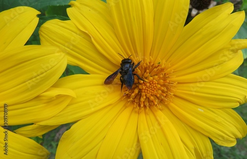 Carpenter bee on yellow flower in Florida nature, closeup