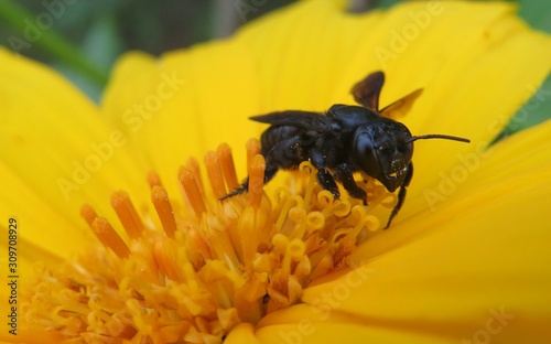 Blue tropical carpenter bee on yellow flower in Florida nature, closeup 