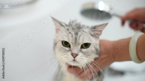 Washing a cat in bathtub