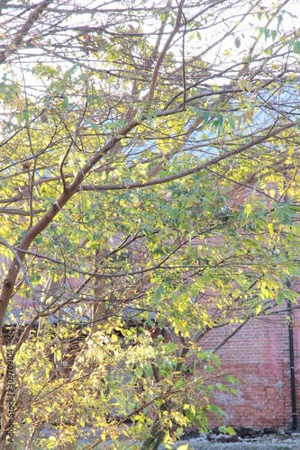 This is a picture of a broad-leaved tree that I took on a day in early December, with a brick building in the background.