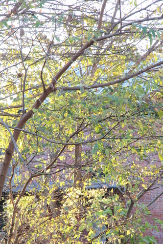 This is a picture of a broad-leaved tree that I took on a day in early December, with a brick building in the background.