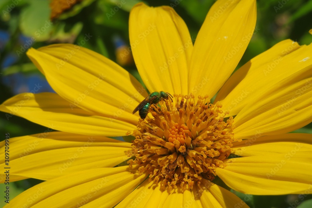 Agapostemon green bee on yellow flower in Florida nature Agapostemon green bee on yellow flower in Florida nature