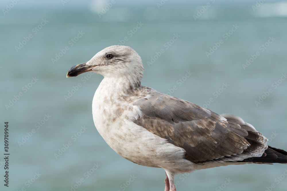 Close-up of the Seagull Sitting By The Bay At Pier and looking at the sea at San francisco, USA Close-up of the Seagull Sitting By The Bay At Pier and looking at the sea at San francisco, USA