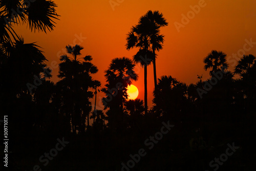 silhouette sugar palm tree © niksriwattanakul