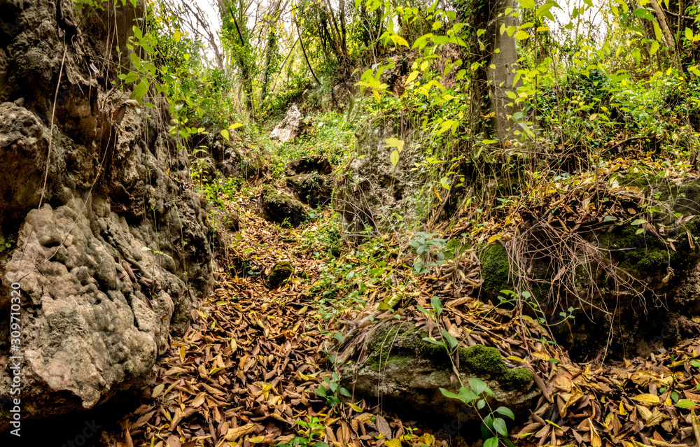 Mediterranean jungle in autumn. National park of the Cabrentá de Estubeny Mediterranean jungle in autumn. National park of the Cabrentá de Estubeny