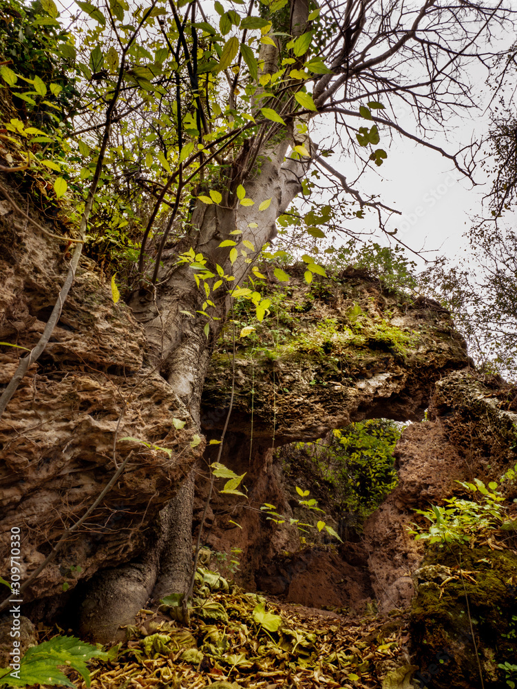 Fotografie Mediterranean jungle in autumn