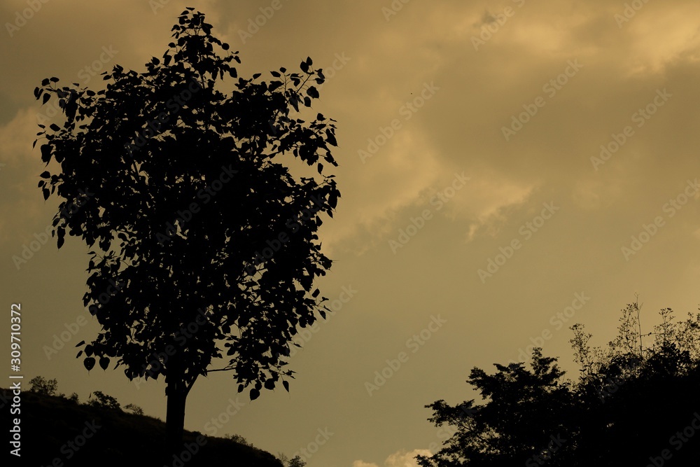 Obraz premium silhouette of tree in sunset