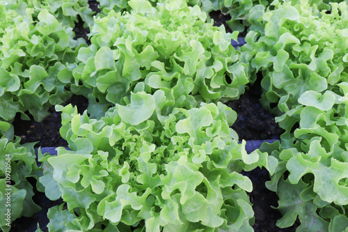 Fresh organic  green leaf Lettuce salad vegetable including  Green oak Lettuce spring  growing in farmland close up  background  soft focus