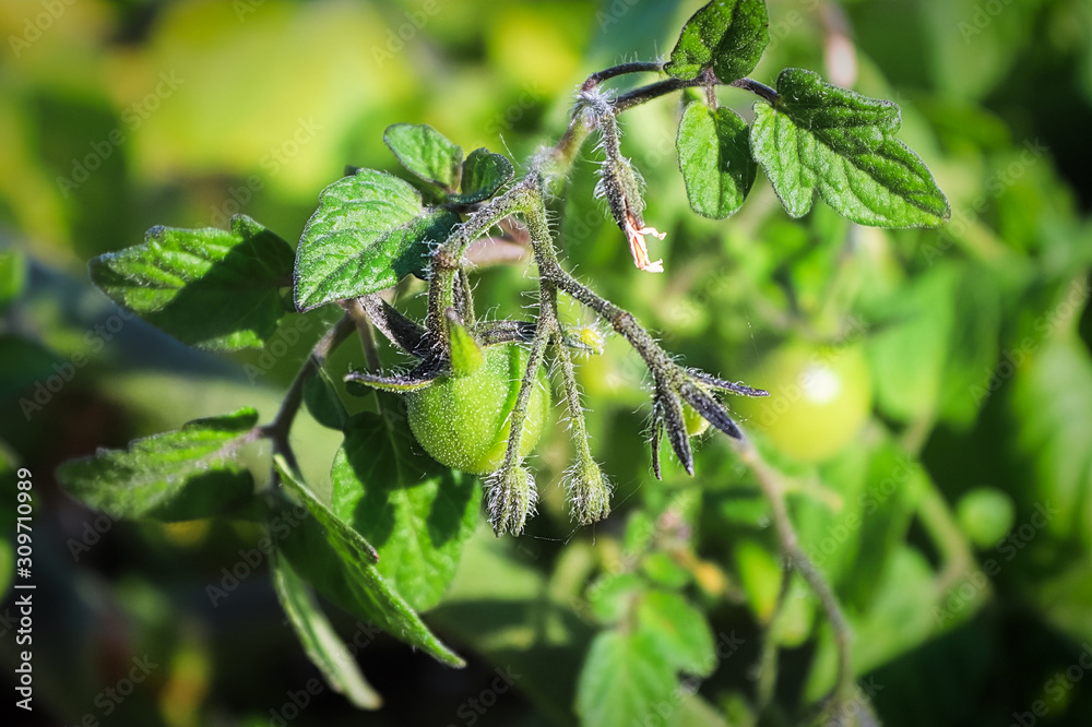 Closeup of fuzzy unripen tomatoes growing on a plant Closeup of fuzzy unripen tomatoes growing on a plant