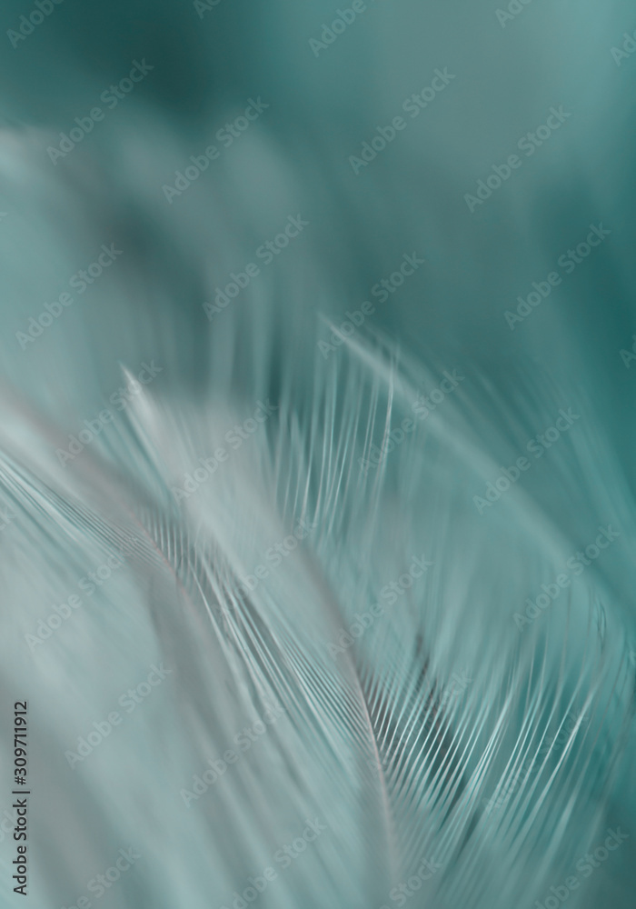 Fototapeta Image nature art of wings bird,Soft pastel detail of design,chicken feather texture,white fluffy twirled on transparent background wallpaper Abstract. Coral Pink color trends and vintage.