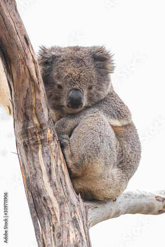 Photography Koala resting in a gum tree