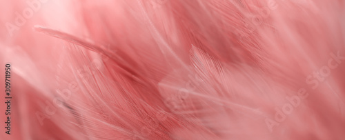 Image nature art of wings bird,Soft pastel detail of design,chicken feather texture,white fluffy twirled on transparent background wallpaper Abstract. Coral Pink color trends and vintage. © Chunnapa